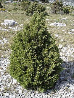 Juniperus_phoenicea1