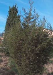 400px-Juniperus_phoenicea_g1
