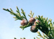 fruta Juniperus_phoenicea